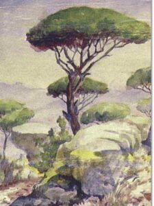 Rocks and Pine Trees - 1935 / صخور وصنوبر - ١٩٣٥